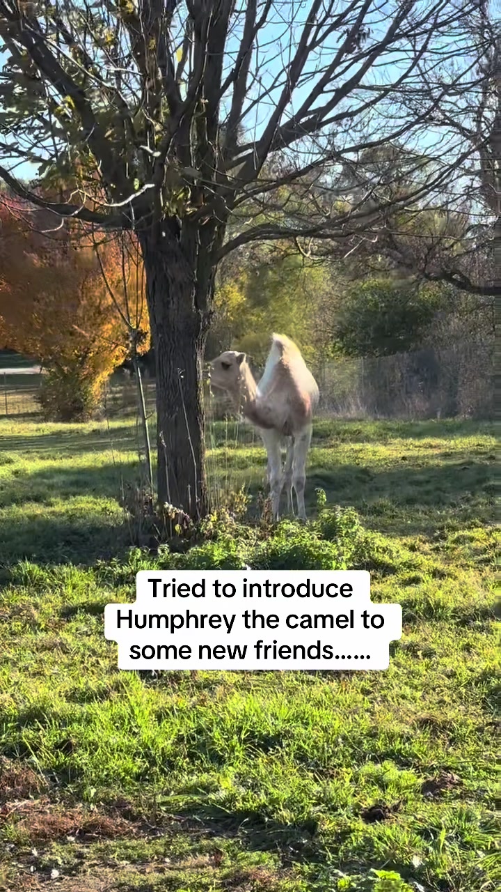 @GreenMeadowsFarmWi