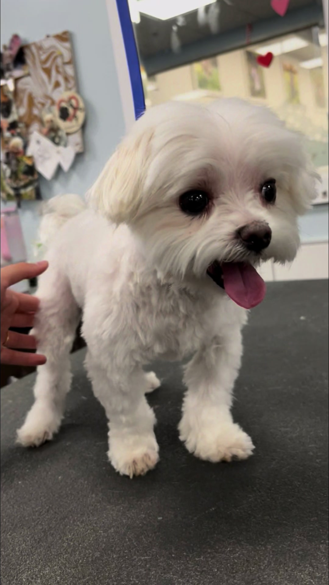 @desilynns_dogs