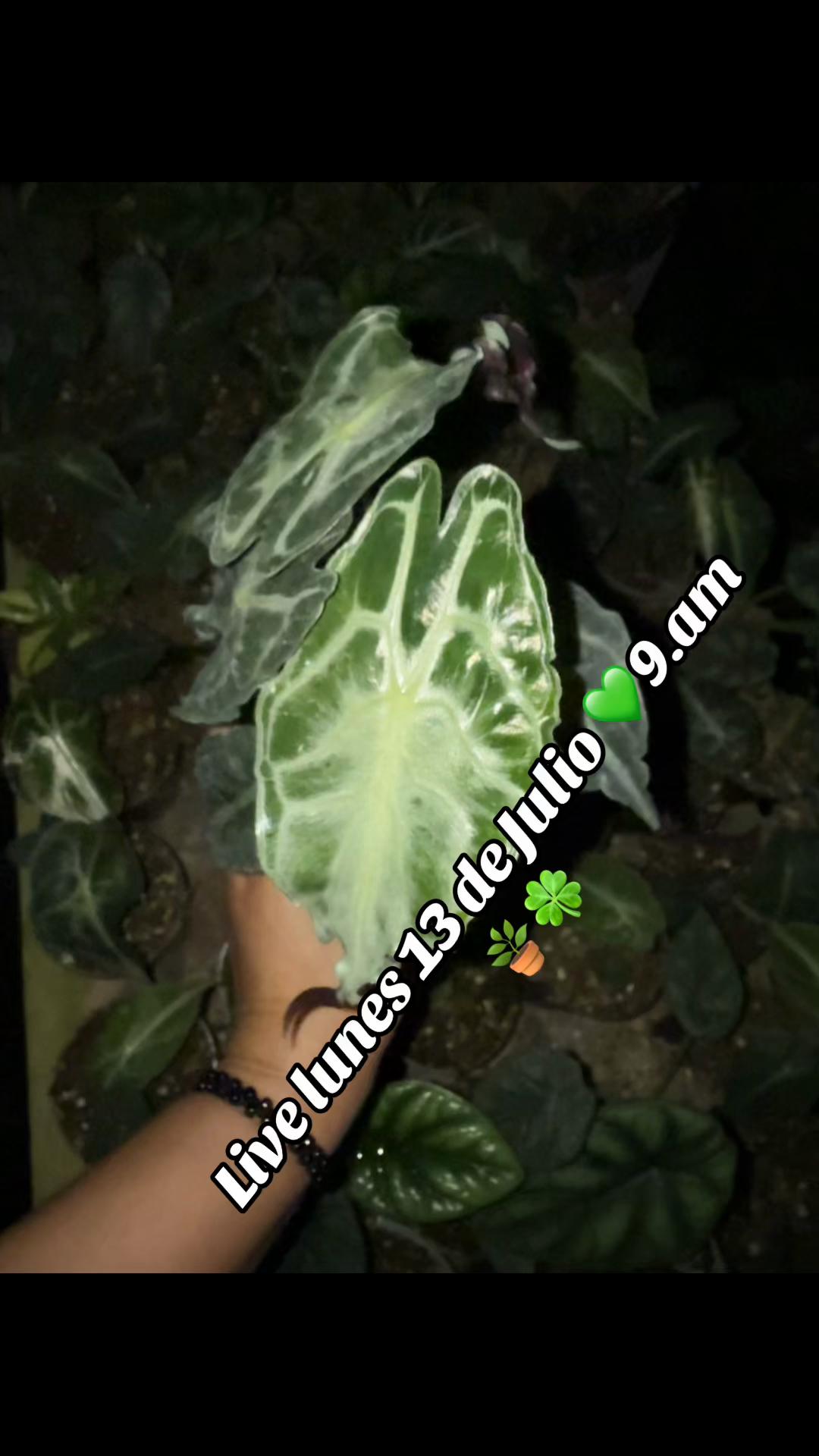 @Gianna.Plants 💚🍀🪴🇵🇪