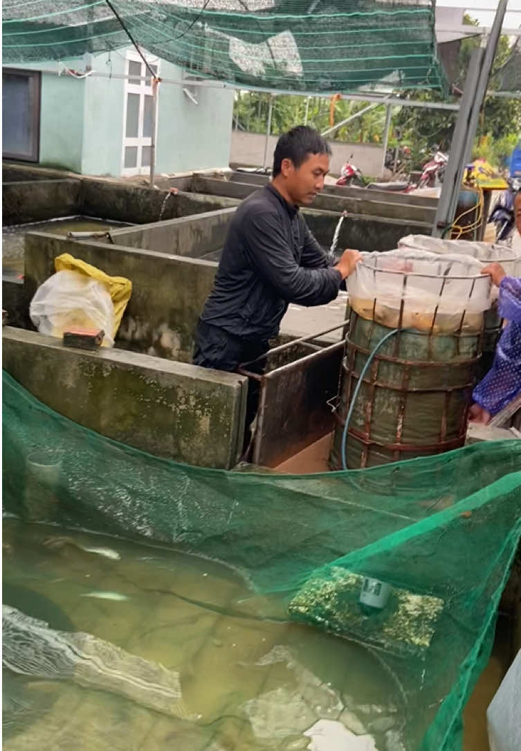 @Trại C&aacute; Giống Quang L&acirc;m