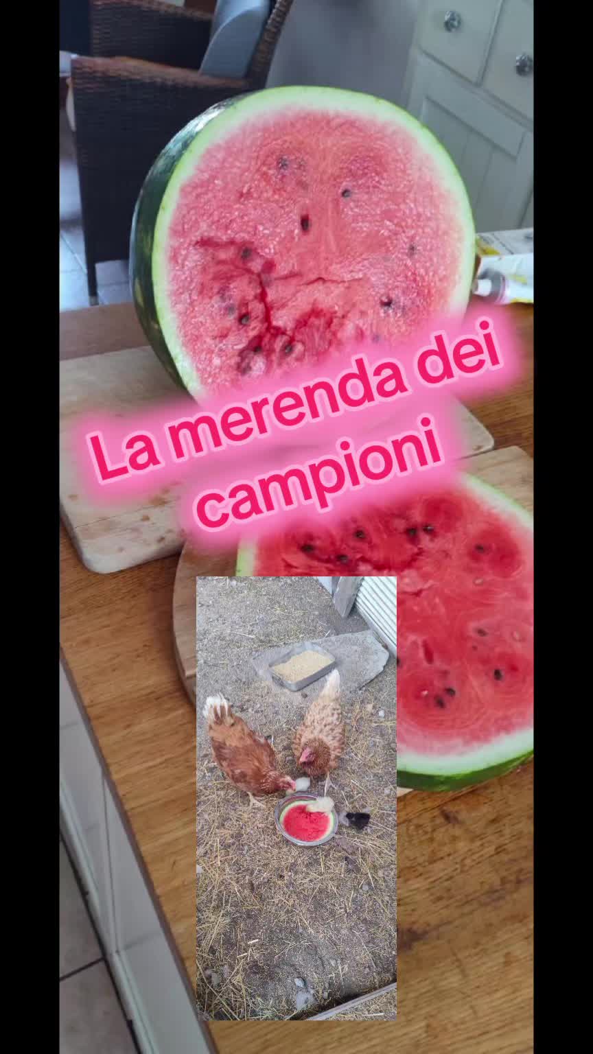 @Il leone e la gallina