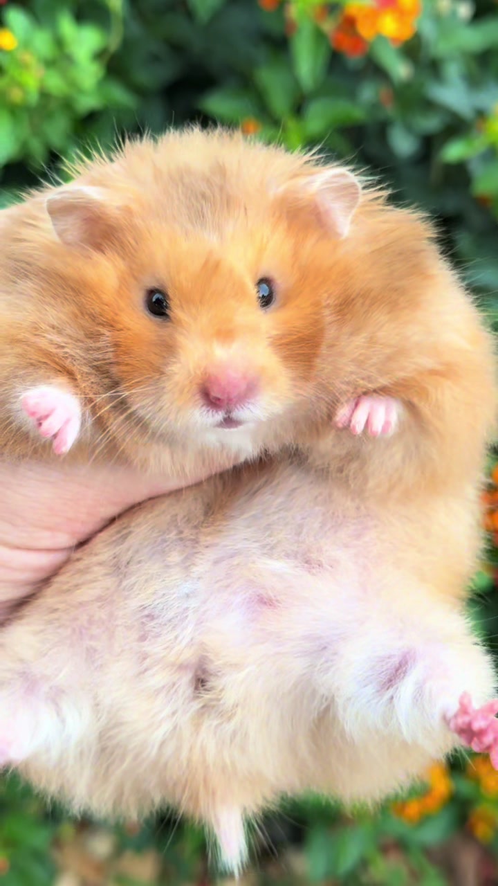@Itsara Hamster