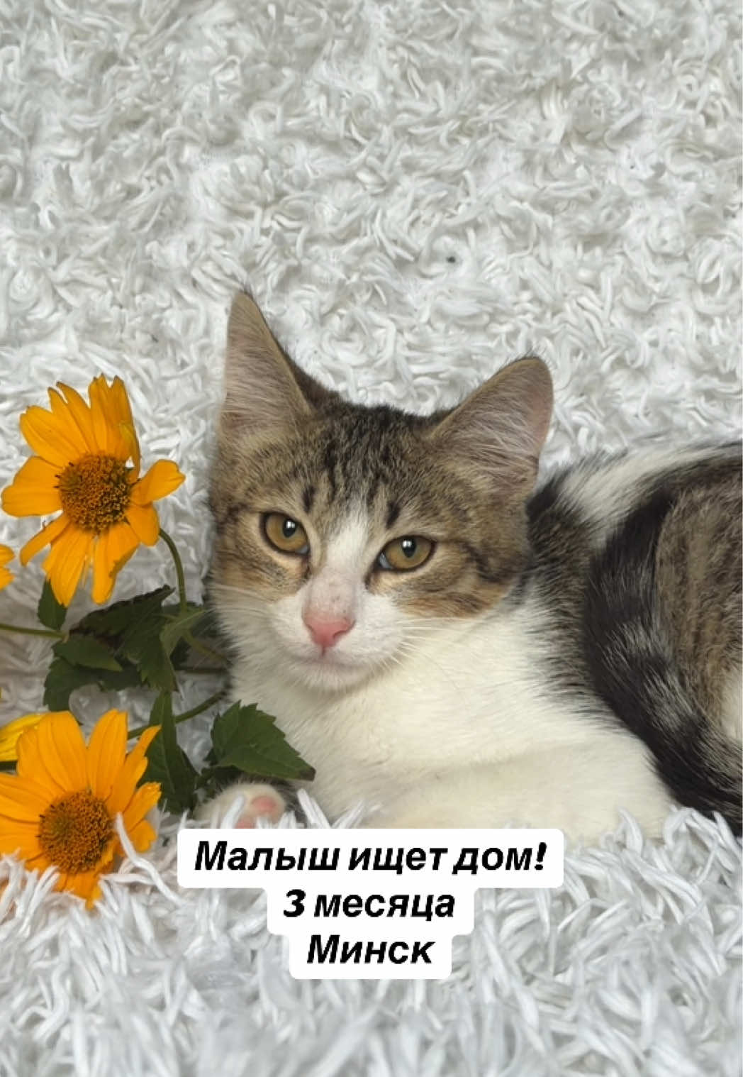 @Котята в дар!