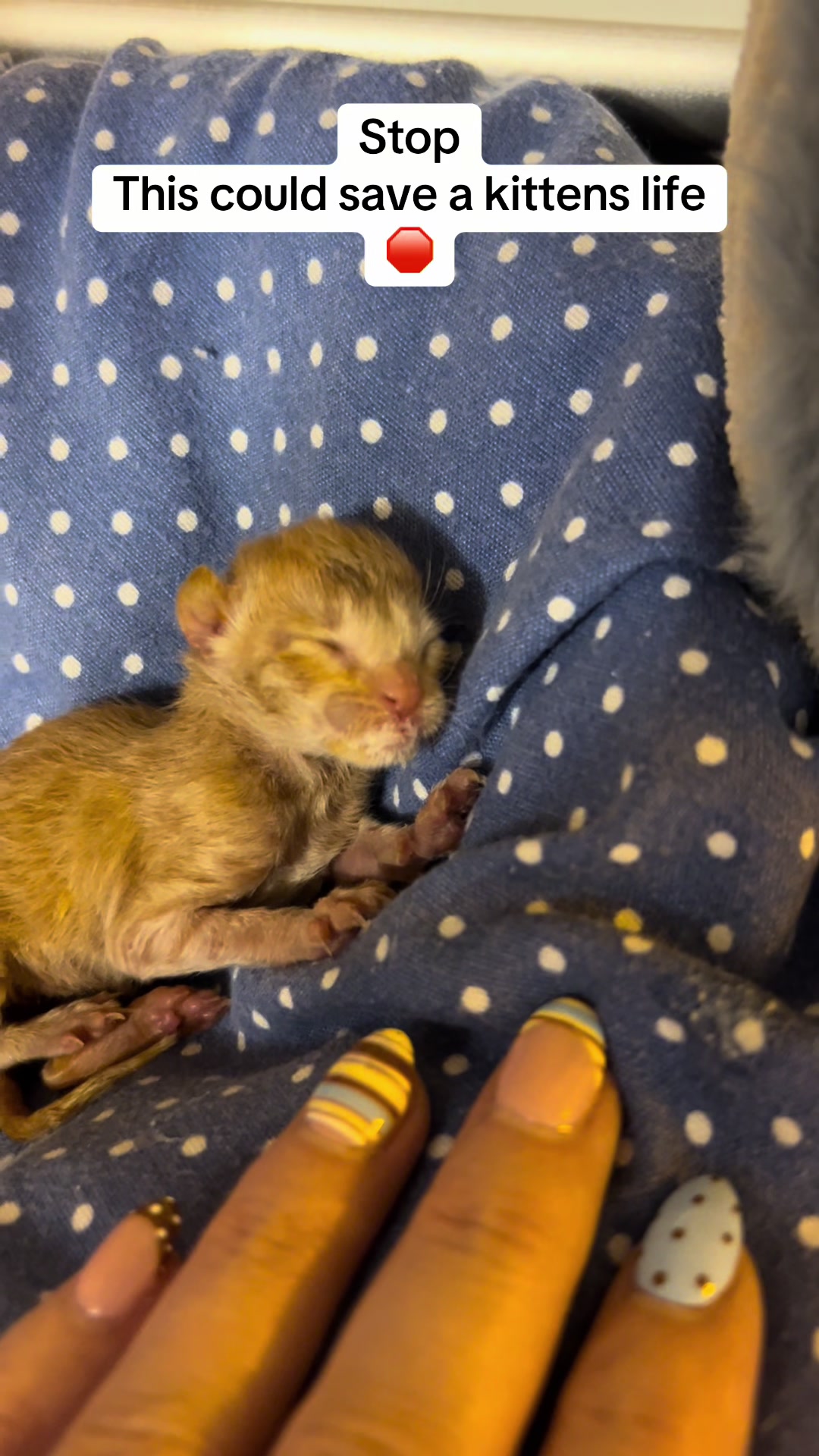 @Kitten.mama
