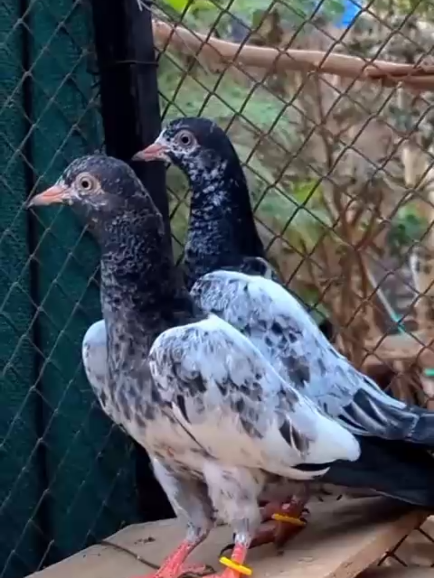 @ZahidZHB