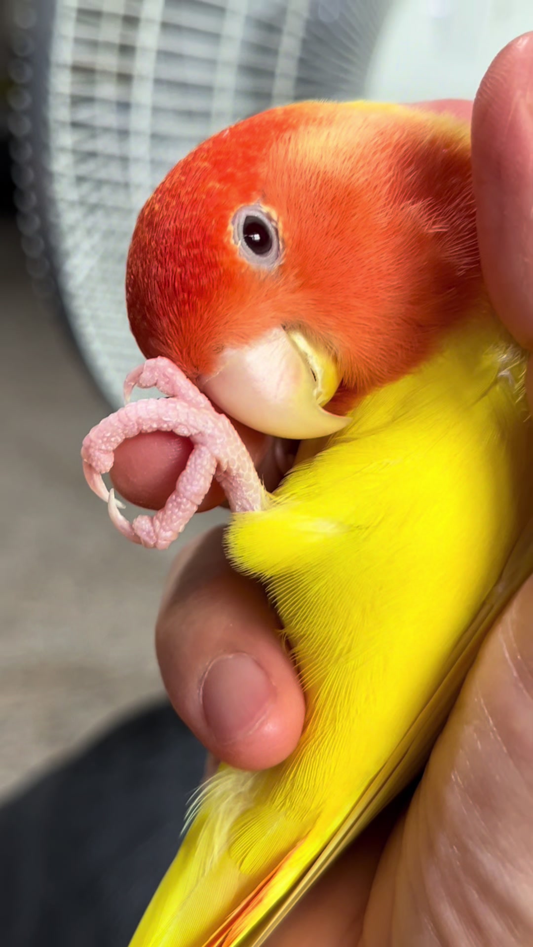 @crisaandbirds