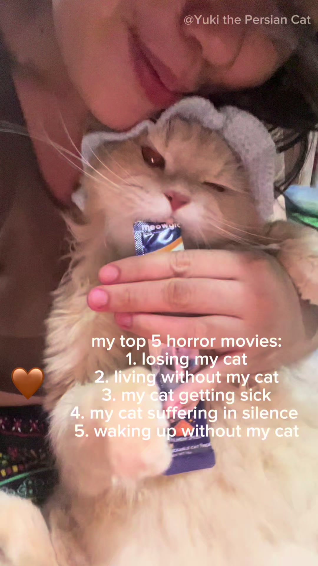 @Yuki the Persian Cat