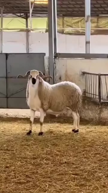 @عاشق البحر والهدوء