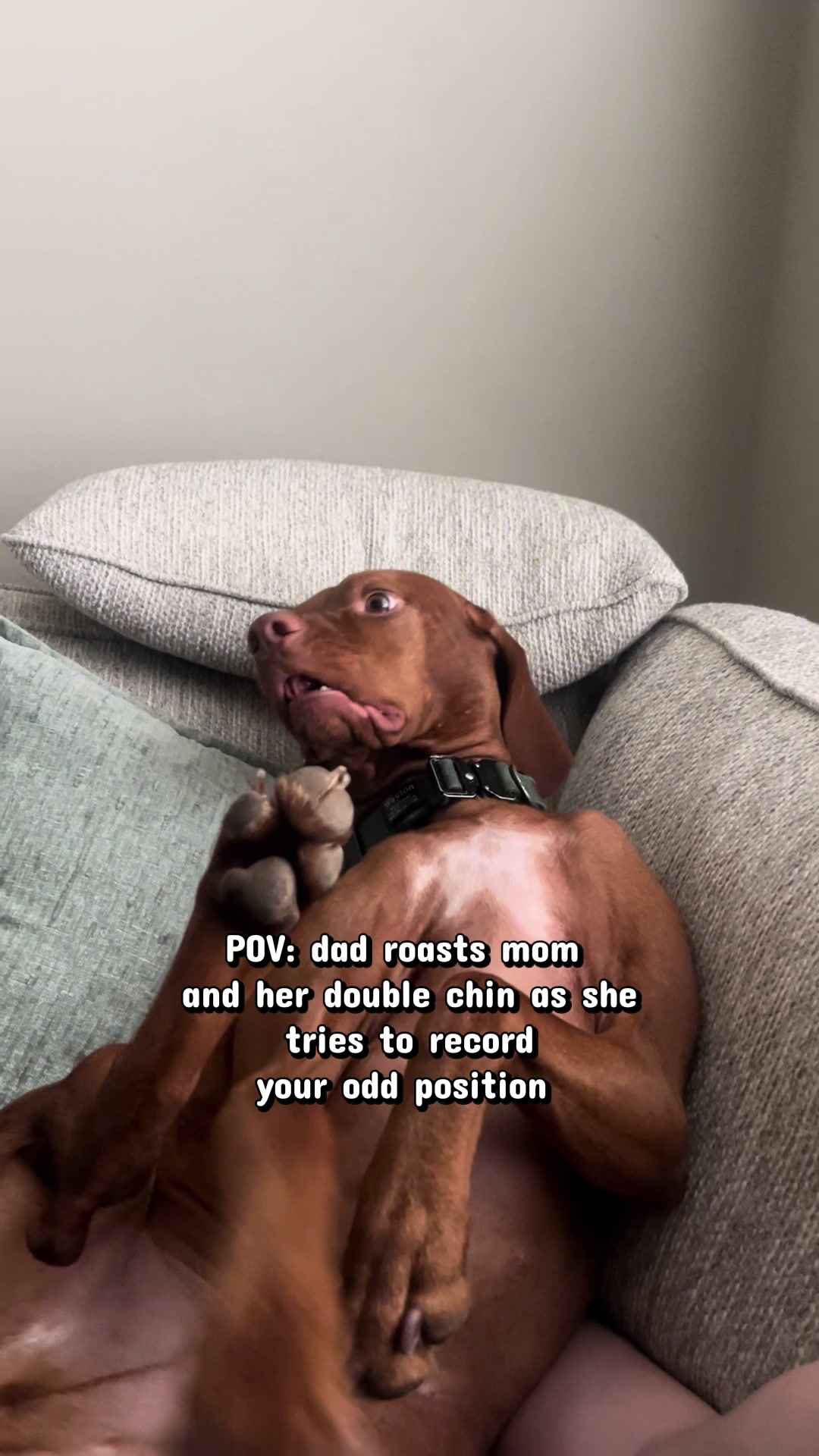 @waylonthevizsla