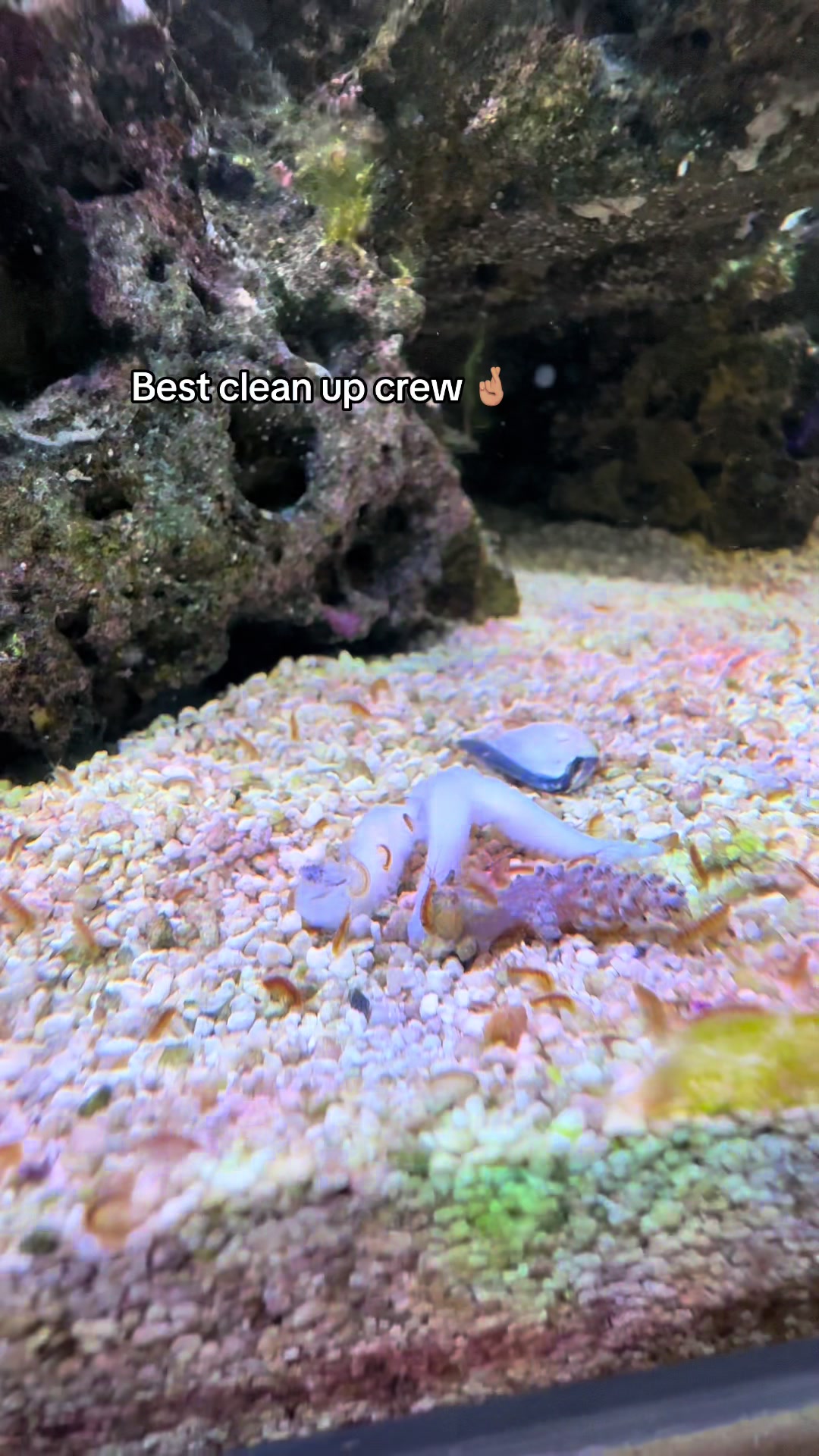 @ReefSync