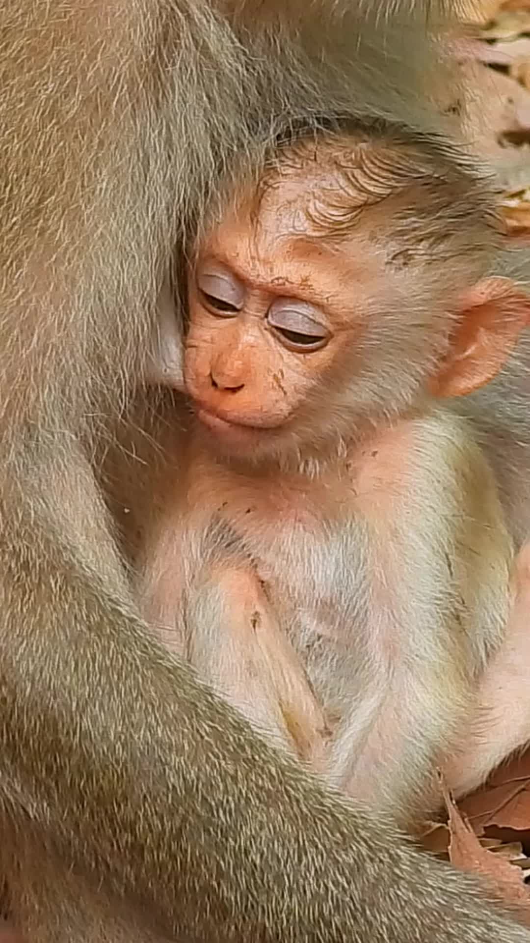 @Monkey Cambodia