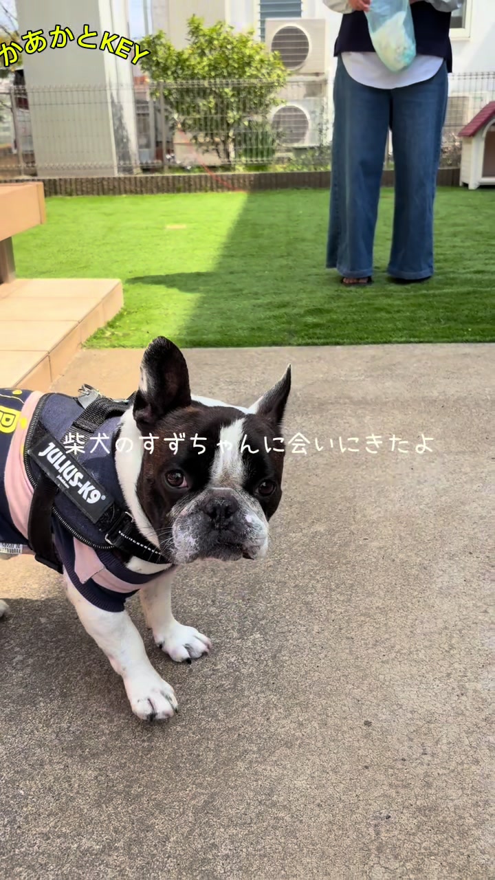 @かあかとKEY フレンチブルドックの日常