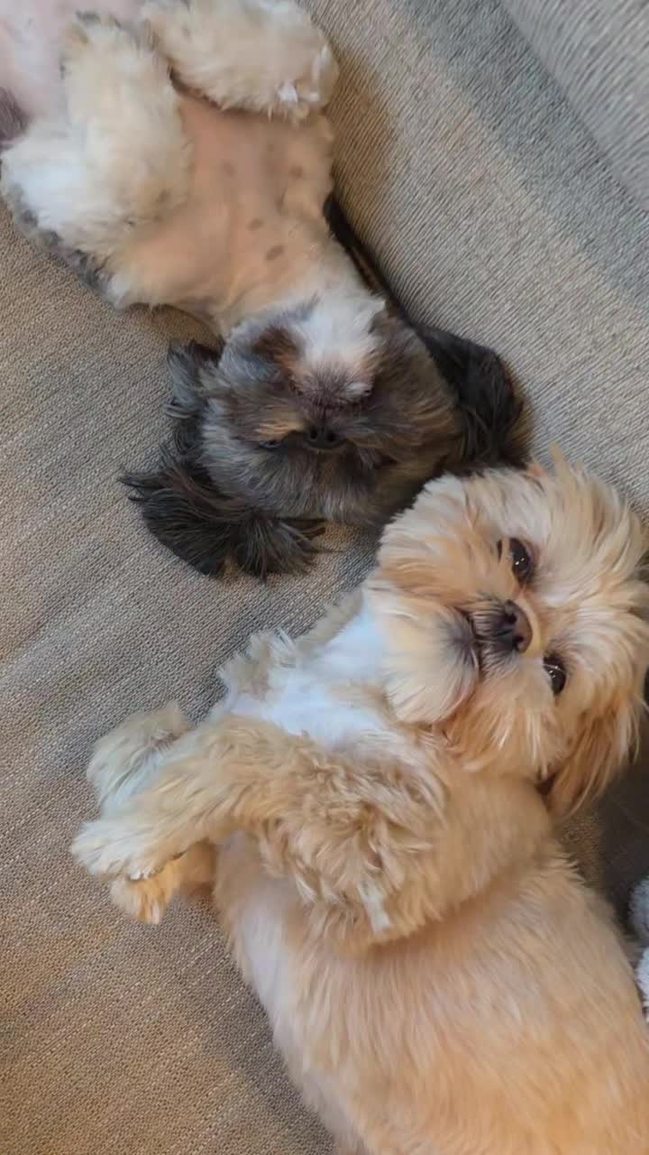 @🐶🎀OzzyBoy&Jenn🎀🐶