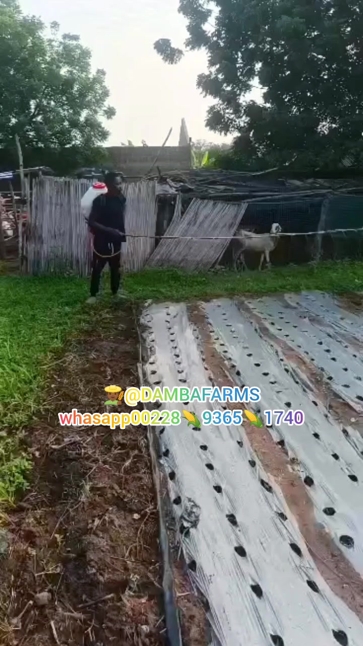 @dambafarms