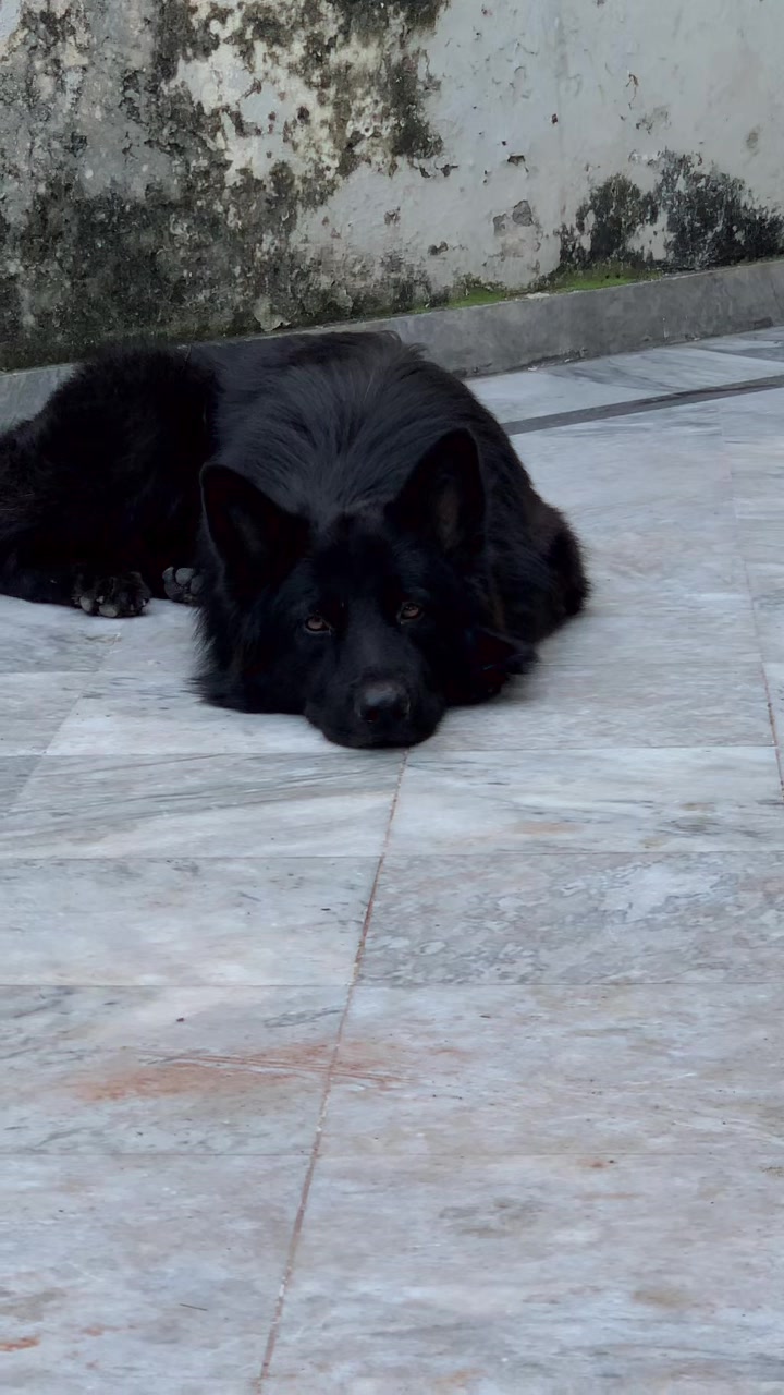 @Black German Shepherd😈