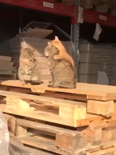 @БУЧ211