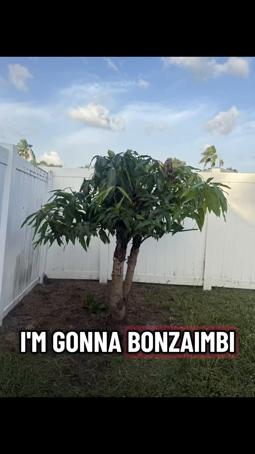 @BONZ&Aacute;IMBI&trade;️⛩️