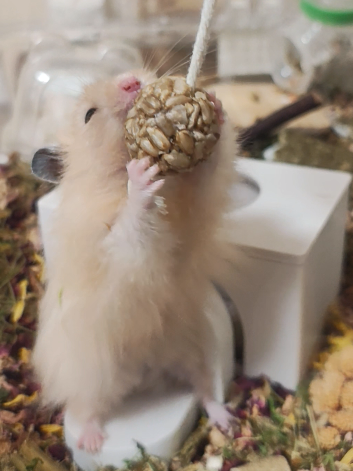 @モチキン🐹