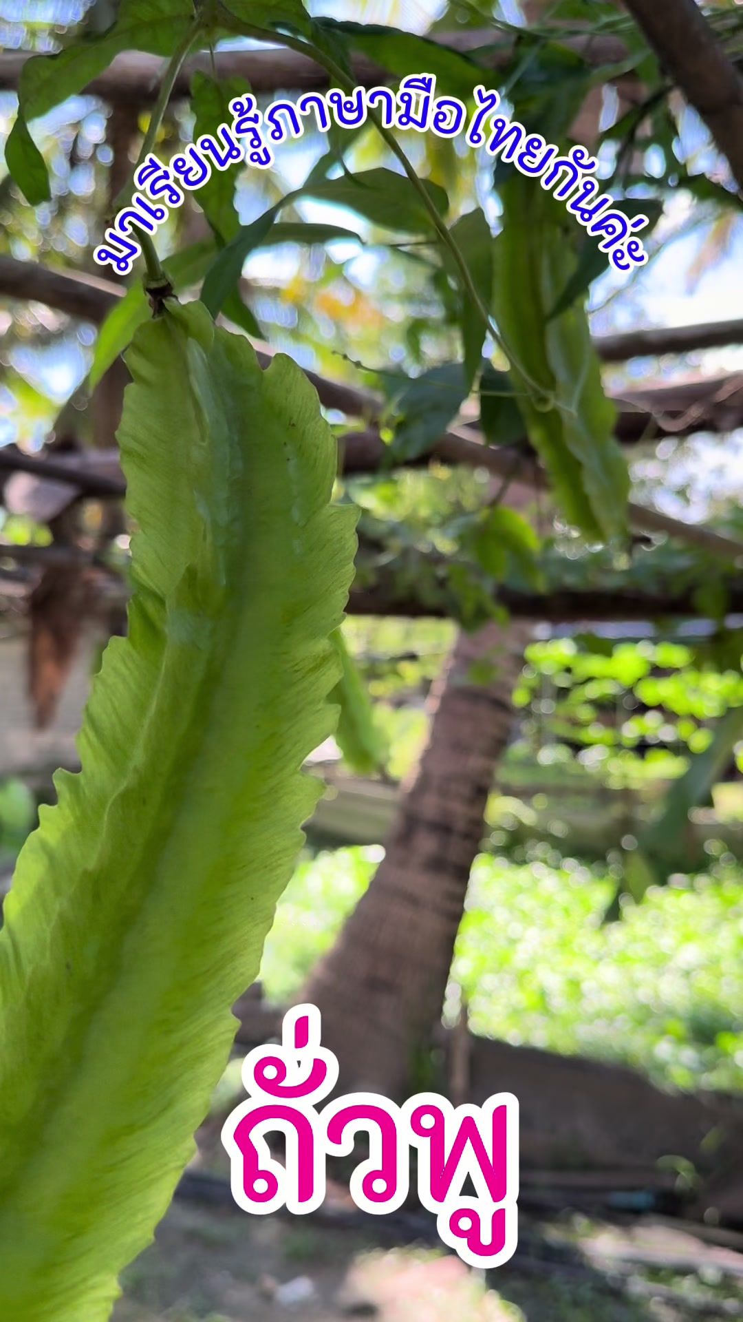 @Deaf ThsL