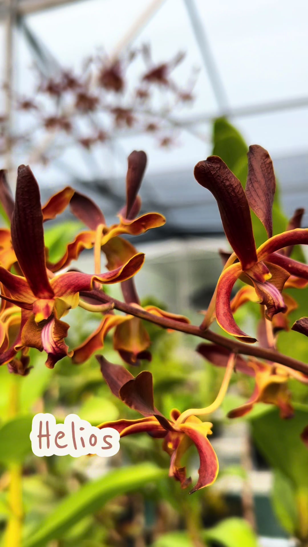 @Anggina Orchid