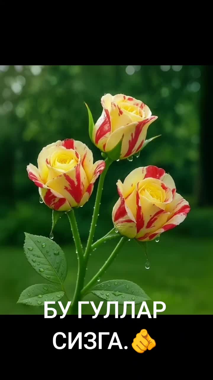 @RAYA_29_66