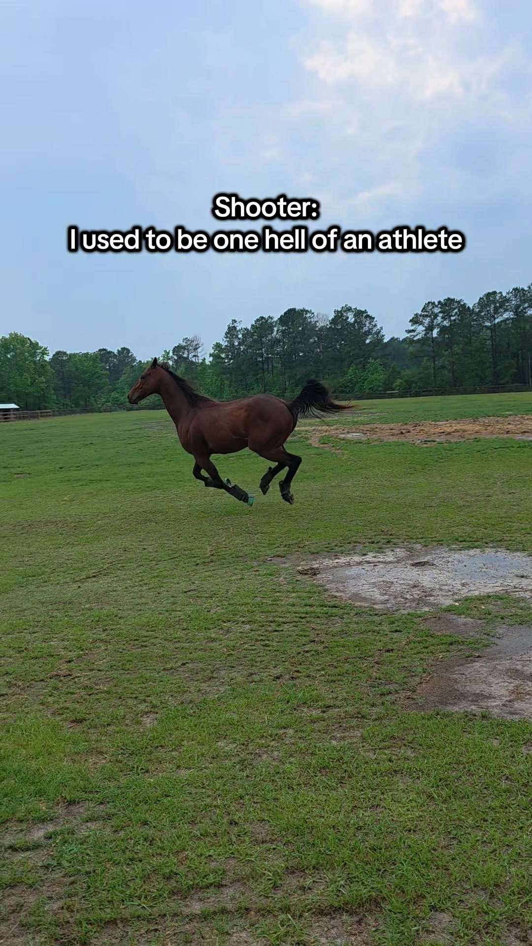 @Lacy & Shooter the OTTB