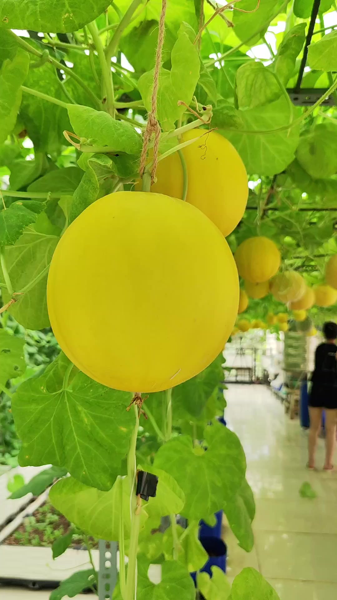 @Dược sĩ cỏ