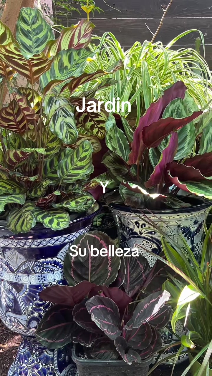 @Maria succulents 🕊️🐚