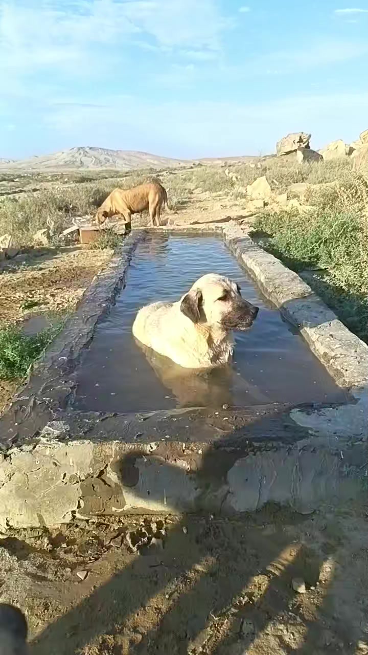 @Sahibsiz heyvanlara dəstək