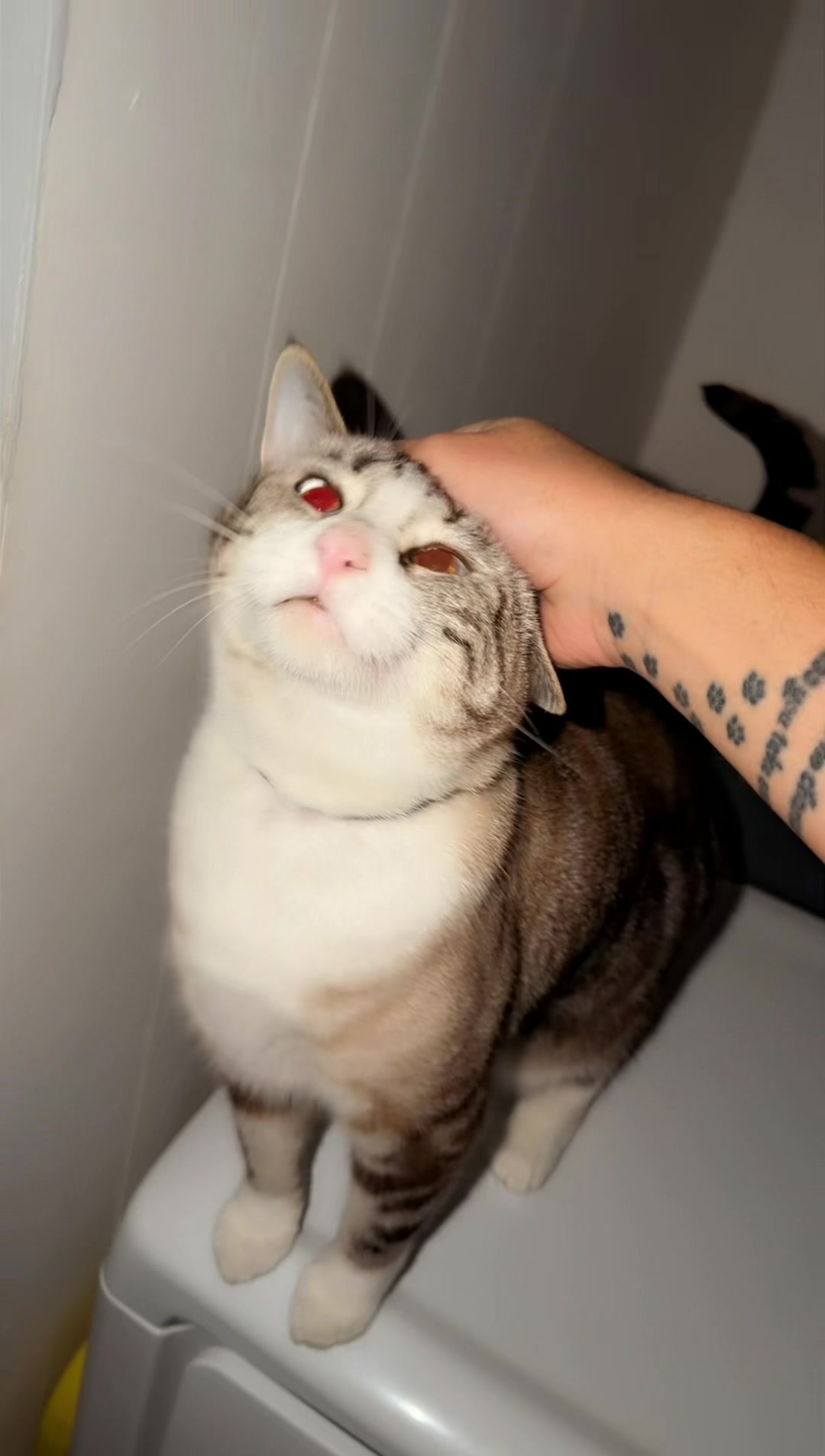 @thatcatladyjen