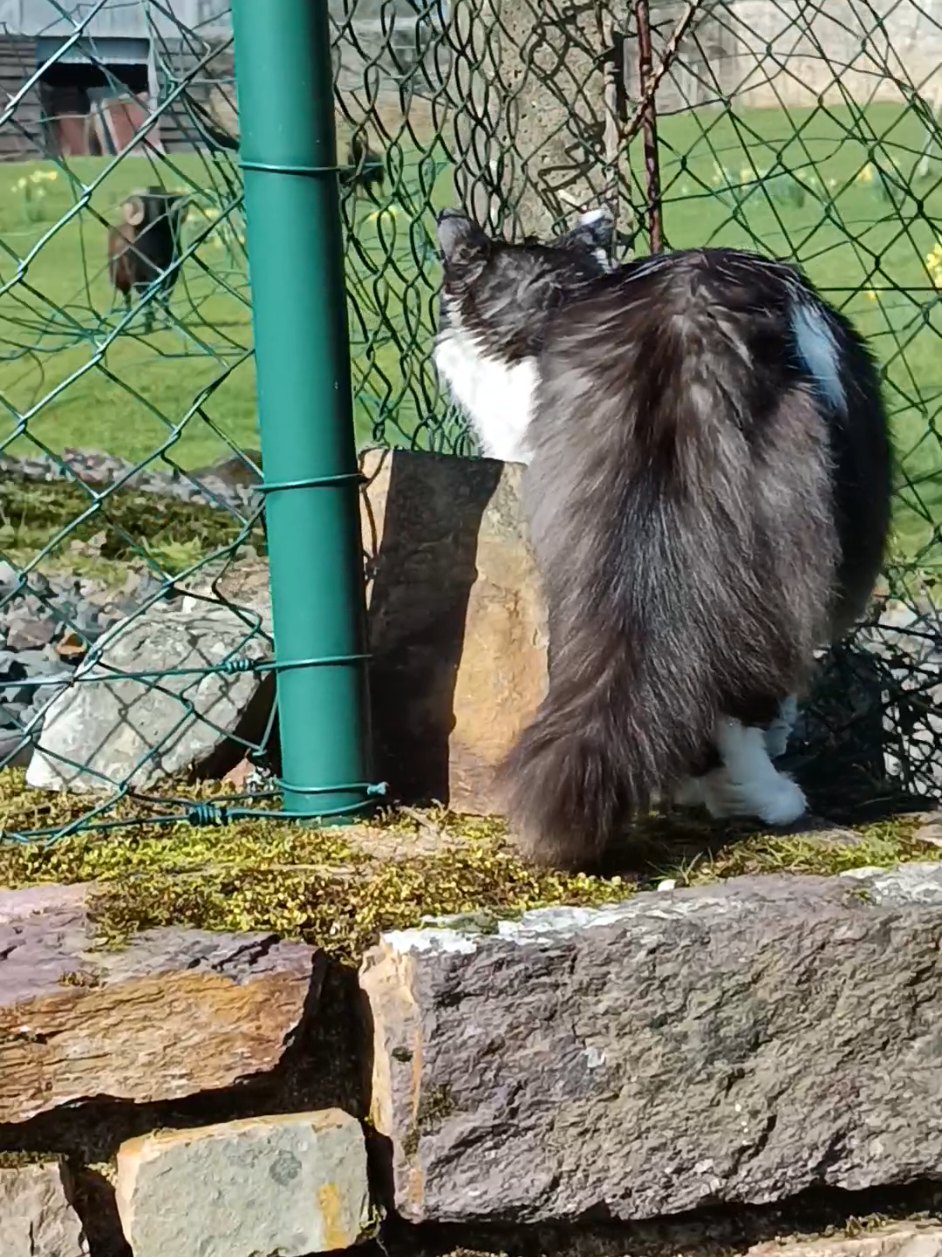 @Transcend'Horse 🐴 Luna'Cat 🐱
