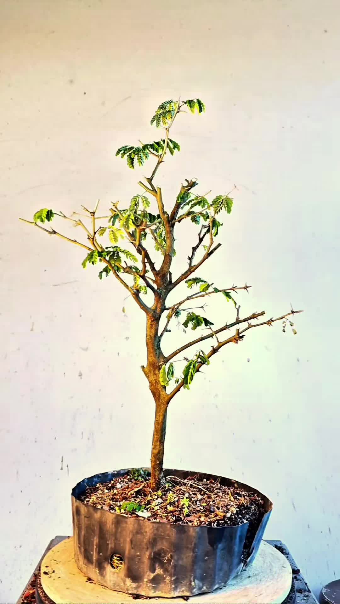 @Bryan Loves Bonsai