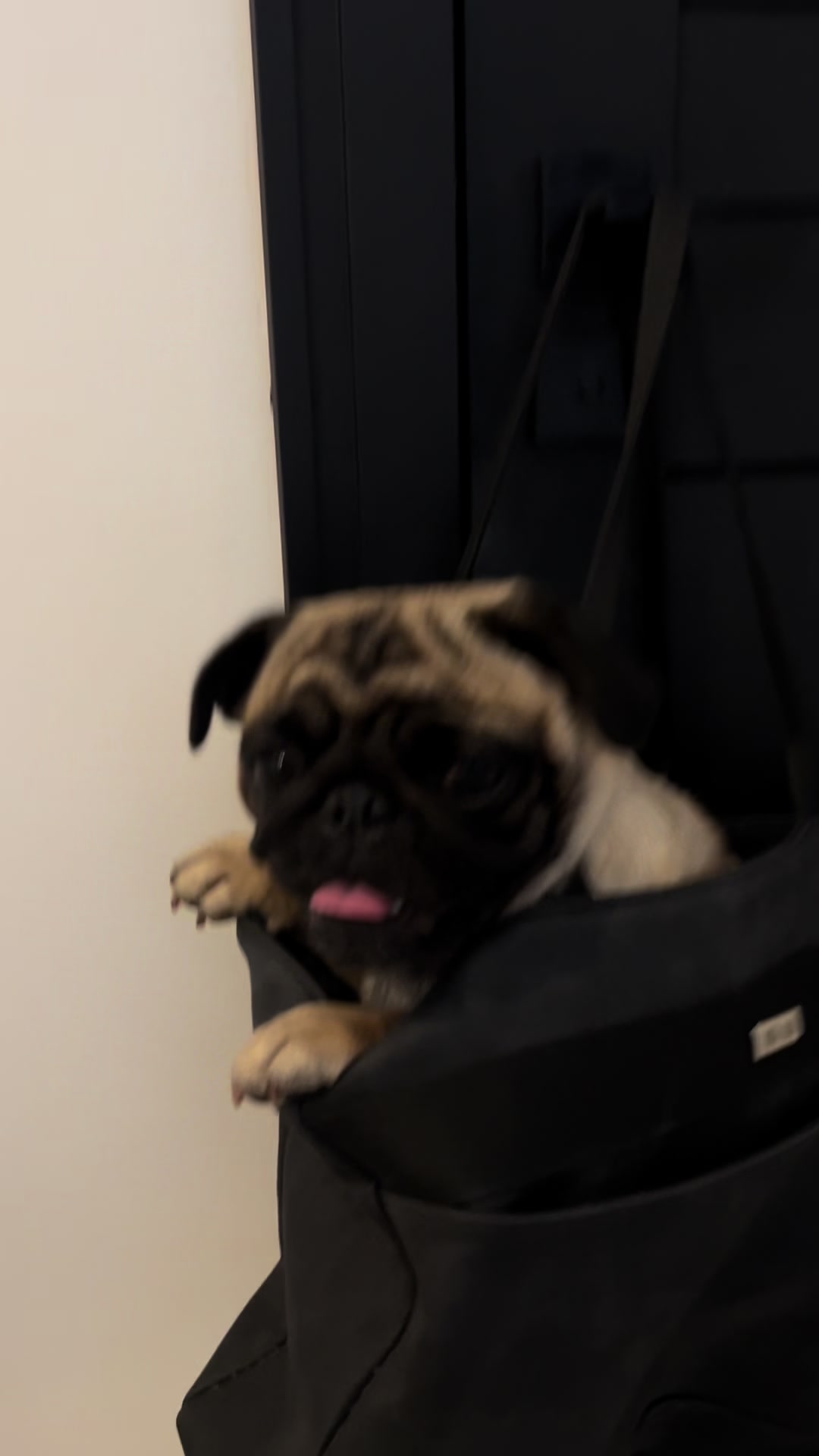@pugSofyHarry