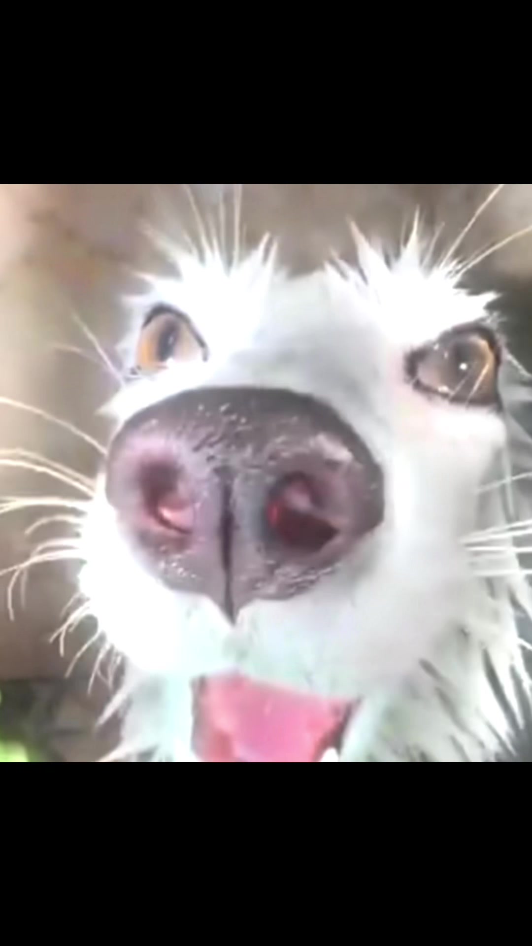 @๐๐ฎ๐ป๐ฎ๐ช๐ต ๐พ