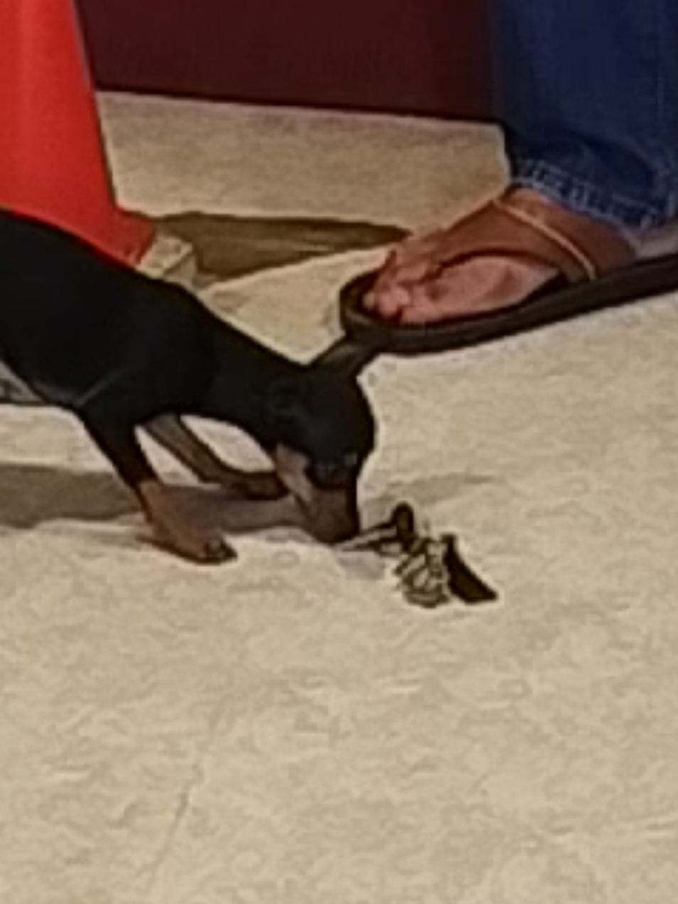 @Canine Companions Np