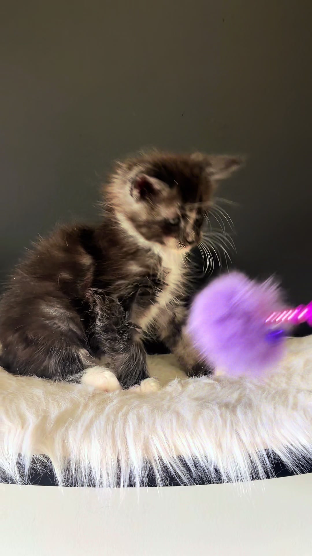 @Sassy Koonz Luxury MaineCoons