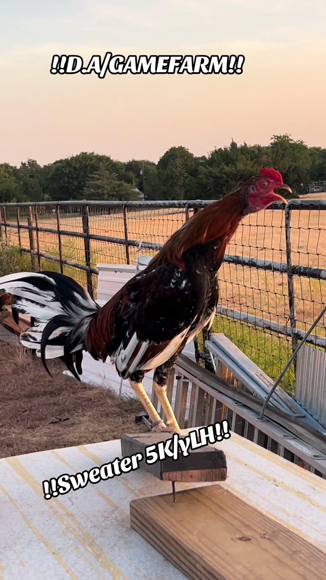 @DAgamefarm