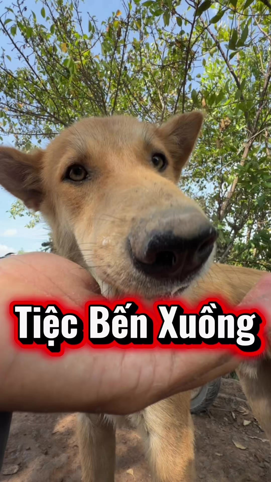 @Tâm Chó Cỏ 🦮