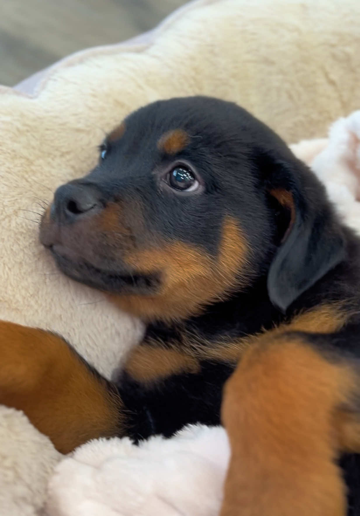 @Petland Oklahoma City