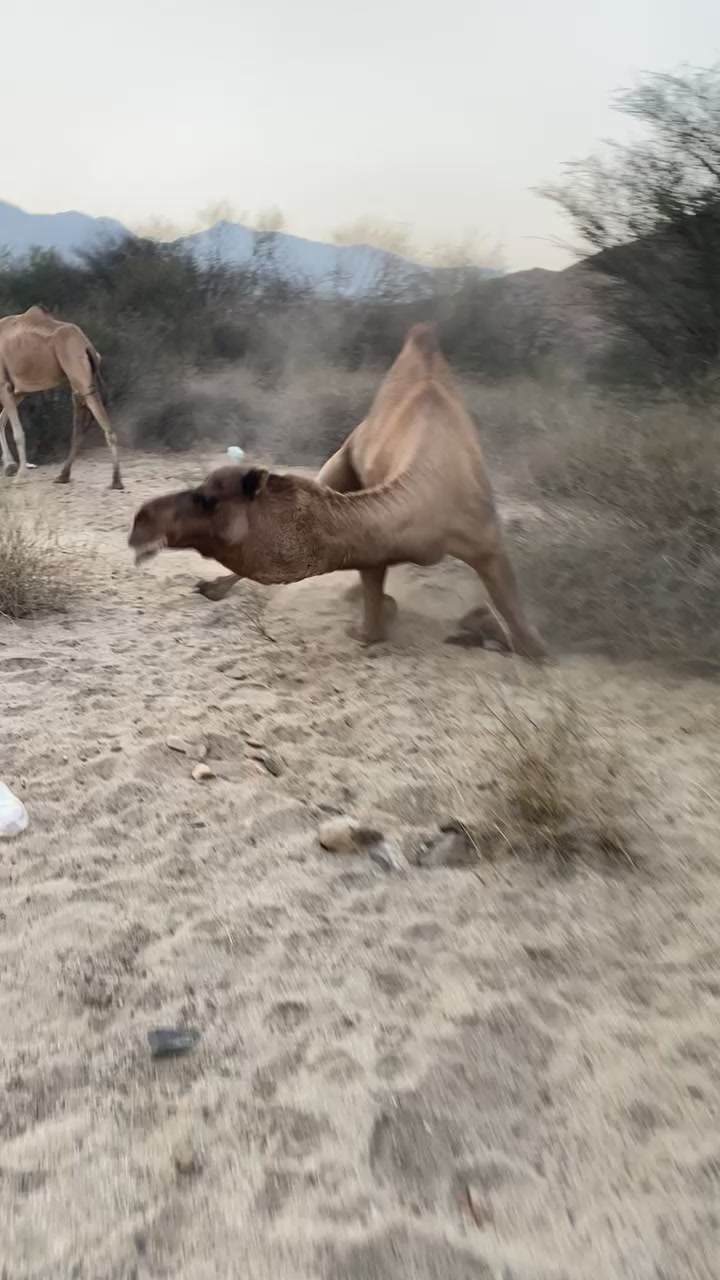 @سلطان الزهراني 702