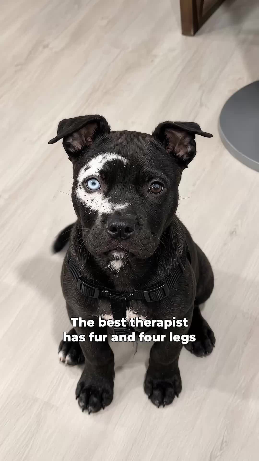 @moonfetches