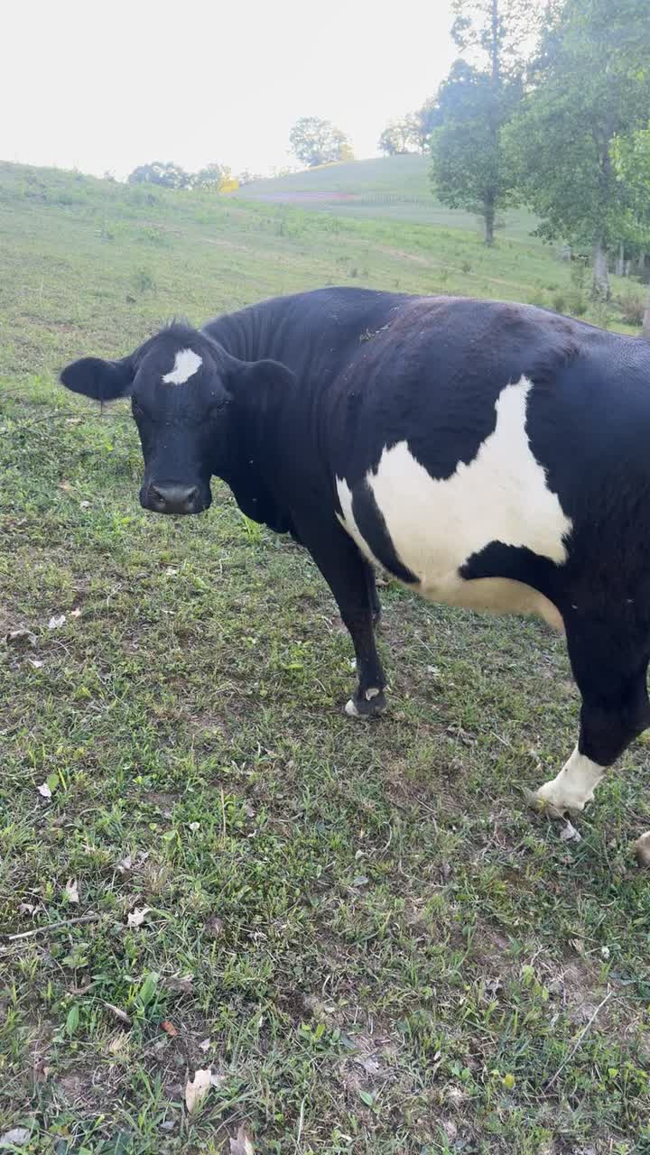 @tripleclivestock