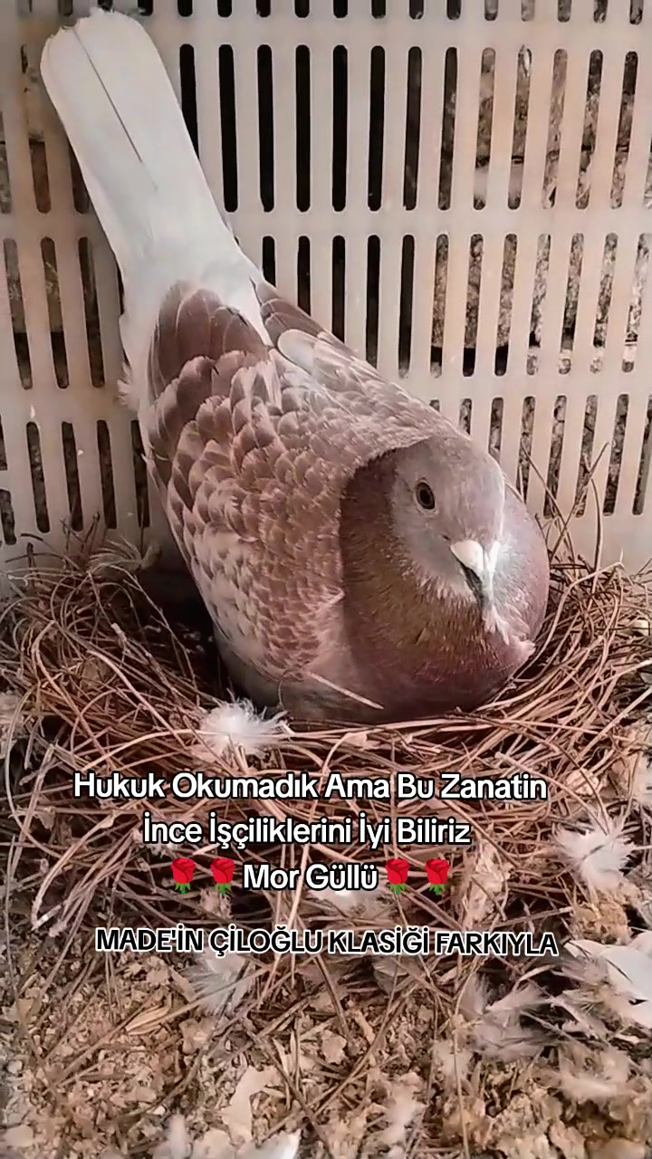 @ÇİLOĞLU KLASİĞİ