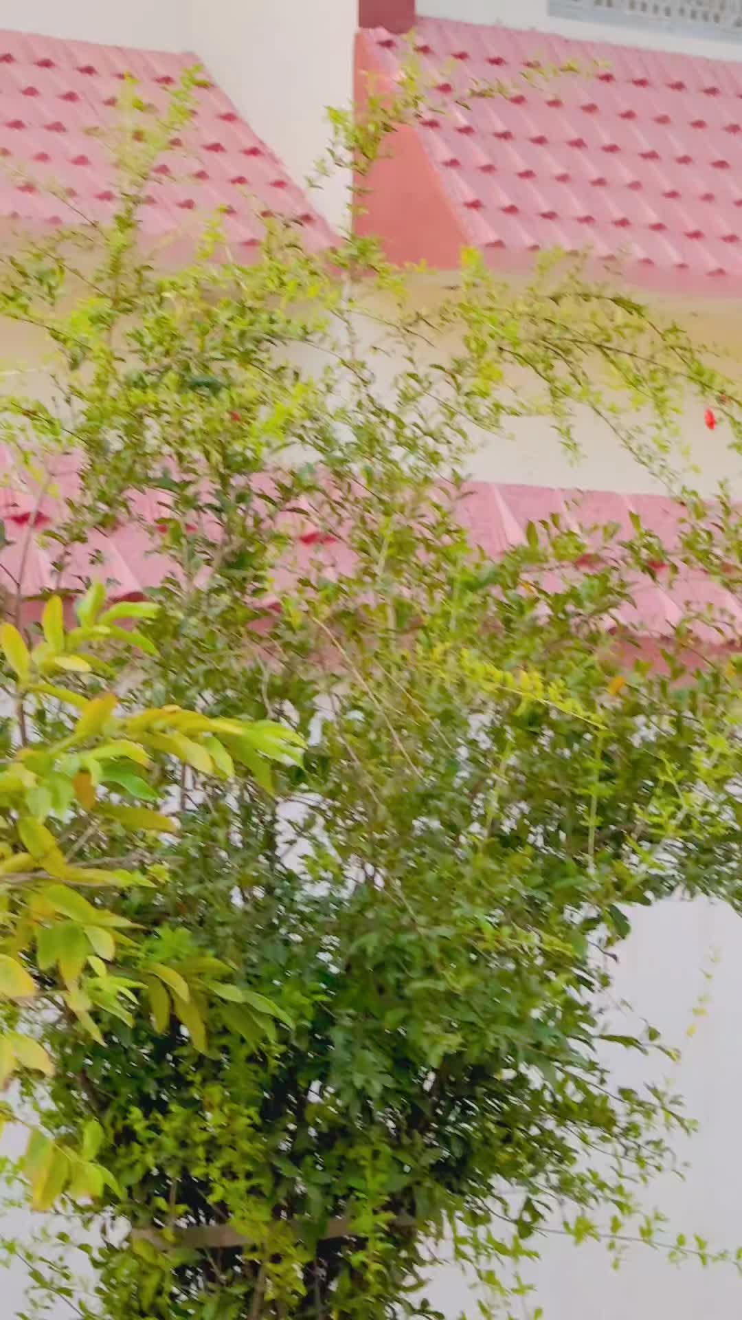 @مانی گرمانی👻