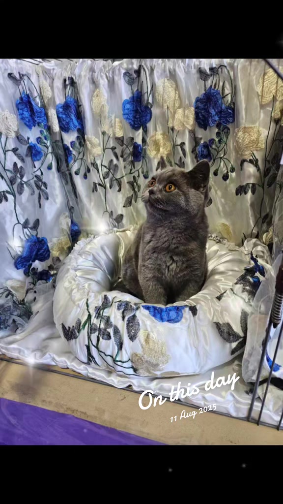 @🐈Barb🐈 Ausbrit Cattery  🇦🇺