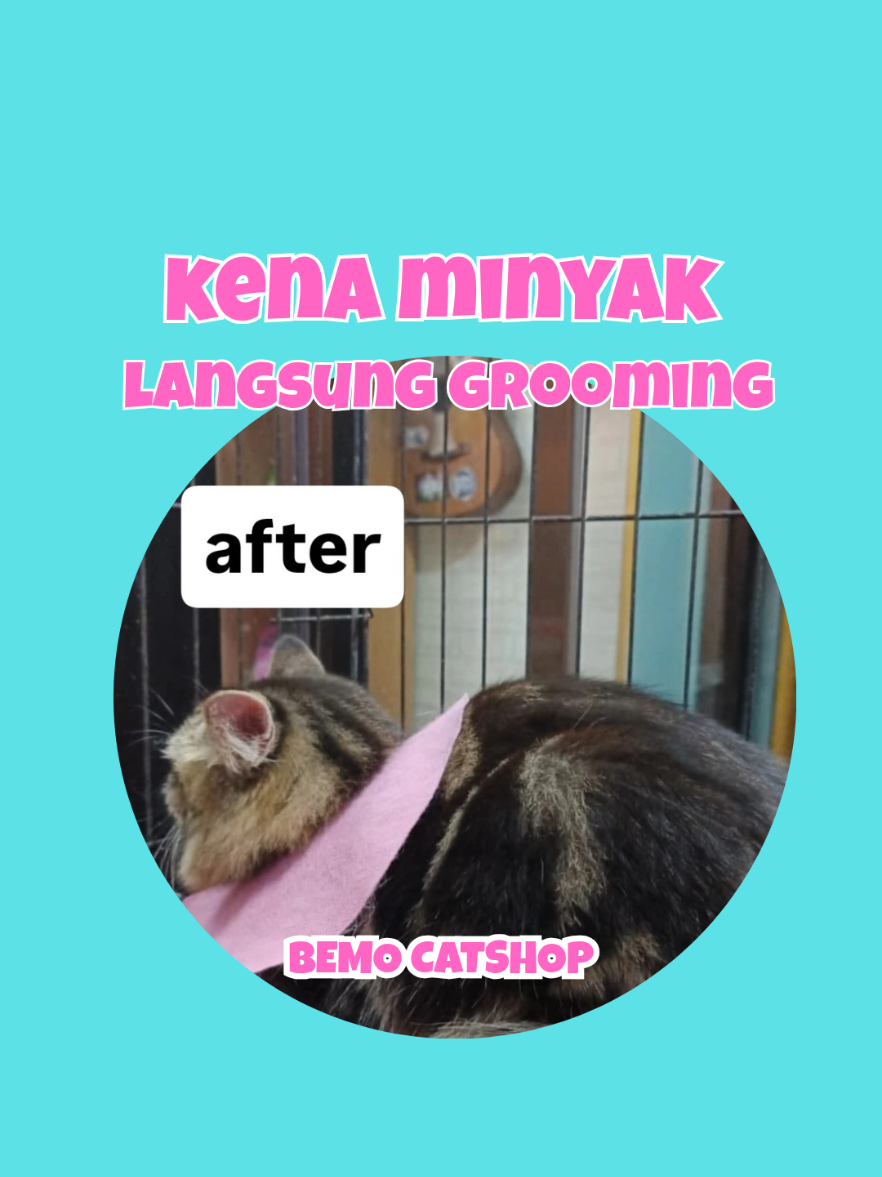 @Bemo Catshop