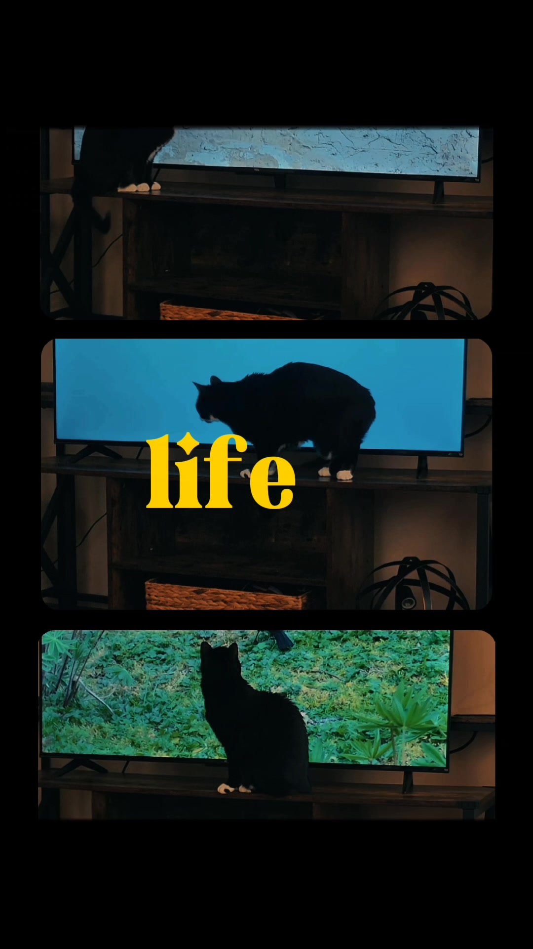 @𝔻𝕒𝕟𝕟𝕚𝕍𝕖𝕖𝕄𝕖𝕕𝕚𝕒 🎥