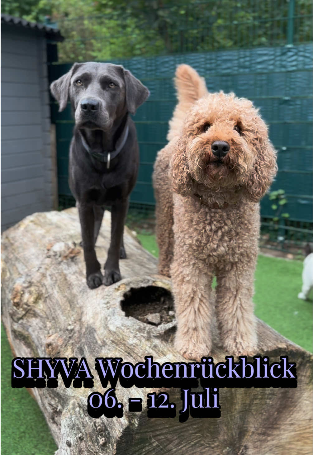 @Shyva Hundezentrum