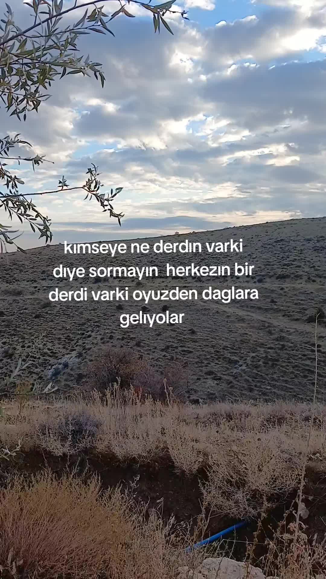@avci