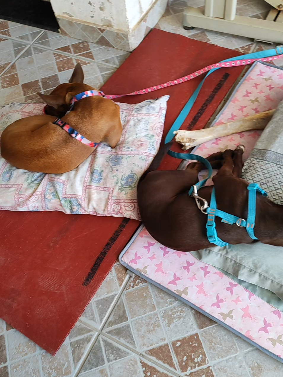 @Belinha e tiamara